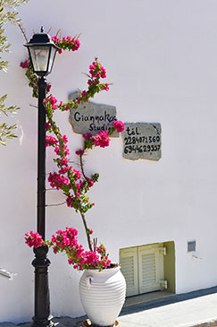 Bougainvillea in a ceramic jar